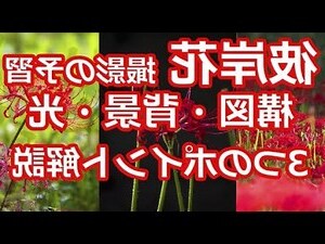 地獄花 彼岸花